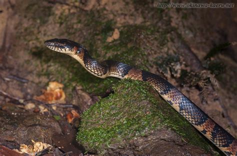 lycodon semicarinatus|Preserved food for snakes: predation on naturally .